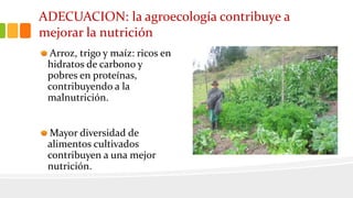 ADECUACION: la agroecología contribuye a
mejorar la nutrición
Arroz, trigo y maíz: ricos en
hidratos de carbono y
pobres en proteínas,
contribuyendo a la
malnutrición.
Mayor diversidad de
alimentos cultivados
contribuyen a una mejor
nutrición.
 