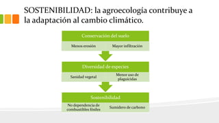 SOSTENIBILIDAD: la agroecología contribuye a
la adaptación al cambio climático.
Sostenibilidad
No dependencia de
combustibles fósiles
Sumidero de carbono
Diversidad de especies
Sanidad vegetal
Menor uso de
plaguicidas
Conservación del suelo
Menos erosión Mayor infiltración
 