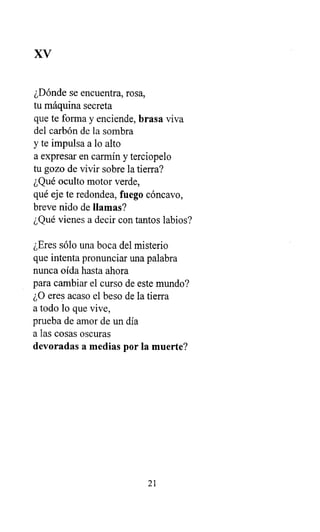 XV
¿Dónde se encuentra, rosa,
tu máquina secreta
que te forma y enciende, brasa viva
del carbón de la sombra
y te impulsa a lo alto
a expresar en carmín y terciopelo
tu gozo de vivir sobre la tierra?
¿Qué oculto motor verde,
qué eje te redondea, fuego cóncavo,
breve nido de llamas?
¿Qué vienes a decir con tantos labios?
¿Eres sólo una boca del misterio
que intenta pronunciar una palabra
nunca oída hasta ahora
para cambiar el curso de este mundo?
¿O eres acaso el beso de la tierra
a todo lo que vive,
prueba de amor de un día
a las cosas oscuras
devoradas a medias por la muerte?
21
 