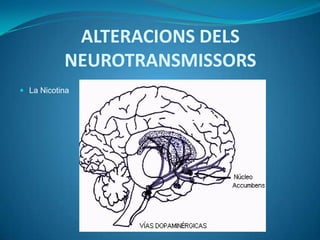 ALTERACIONS DELS
           NEUROTRANSMISSORS
 La Nicotina
 