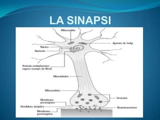 LA SINAPSI
 