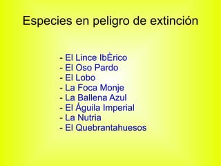 Especies en peligro de extinción -  El Lince Ibérico   -  El Oso Pardo   -  El Lobo   -  La Foca Monje   -  La Ballena Azul   -  El Águila Imperial   -  La Nutria   -  El Quebrantahuesos 