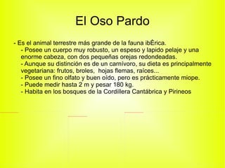 El Oso Pardo - Es el animal terrestre más grande de la fauna ibérica. - Posee un cuerpo muy robusto, un espeso y lapido pelaje y una enorme cabeza, con dos pequeñas orejas redondeadas. - Aunque su distinción es de un carnívoro, su dieta es principalmente vegetariana: frutos, broles,  hojas flemas, raíces... - Posee un fino olfato y buen oído, pero es prácticamente miope. - Puede medir hasta 2 m y pesar 180 kg. - Habita en los bosques de la Cordillera Cantábrica y Pirineos  