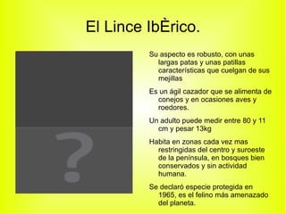El Lince Ibérico. Su aspecto es robusto, con unas largas patas y unas patillas características que cuelgan de sus mejillas 
