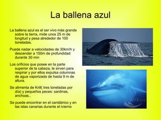 Un adulto puede medir entre 80 y 11 cm y pesar 13kg 