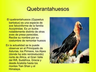 La foca monje La foca monje del mediterráneo tiene cabeza redonda pelaje oscuro, en la parte superior y el vientre blanquecino 