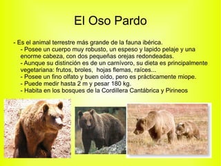 El Oso Pardo - Es el animal terrestre más grande de la fauna ibérica. - Posee un cuerpo muy robusto, un espeso y lapido pelaje y una enorme cabeza, con dos pequeñas orejas redondeadas. - Aunque su distinción es de un carnívoro, su dieta es principalmente vegetariana: frutos, broles,  hojas flemas, raíces... - Posee un fino olfato y buen oído, pero es prácticamente miope. - Puede medir hasta 2 m y pesar 180 kg. - Habita en los bosques de la Cordillera Cantábrica y Pirineos  