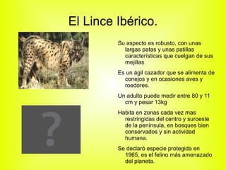 El Lince Ibérico. Su aspecto es robusto, con unas largas patas y unas patillas características que cuelgan de sus mejillas 