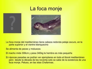 Es un ágil cazador que se alimenta de conejos y en ocasiones aves y roedores. 