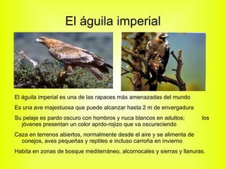 Habita en zonas cada vez mas restringidas del centro y suroeste de la península, en bosques bien conservados y sin actividad humana. 