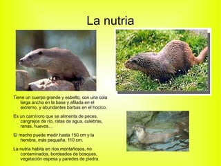 Se declaró especie protegida en 1965, es el felino más amenazado del planeta. 
