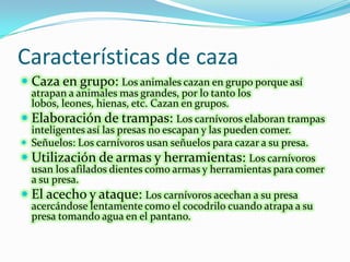 Características de caza Caza en grupo: Los animales cazan en grupo porque así atrapan a animales mas grandes, por lo tanto los lobos, leones, hienas, etc. Cazan en grupos.Elaboración de trampas: Los carnívoros elaboran trampas inteligentes así las presas no escapan y las pueden comer.Señuelos: Los carnívoros usan señuelos para cazar a su presa.Utilización de armas y herramientas: Los carnívoros usan los afilados dientes como armas y herramientas para comer a su presa.El acecho y ataque: Los carnívoros acechan a su presa acercándose lentamente como el cocodrilo cuando atrapa a su presa tomando agua en el pantano.