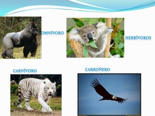 OmnívoroHerbívorosCarroñeroCarnívoro