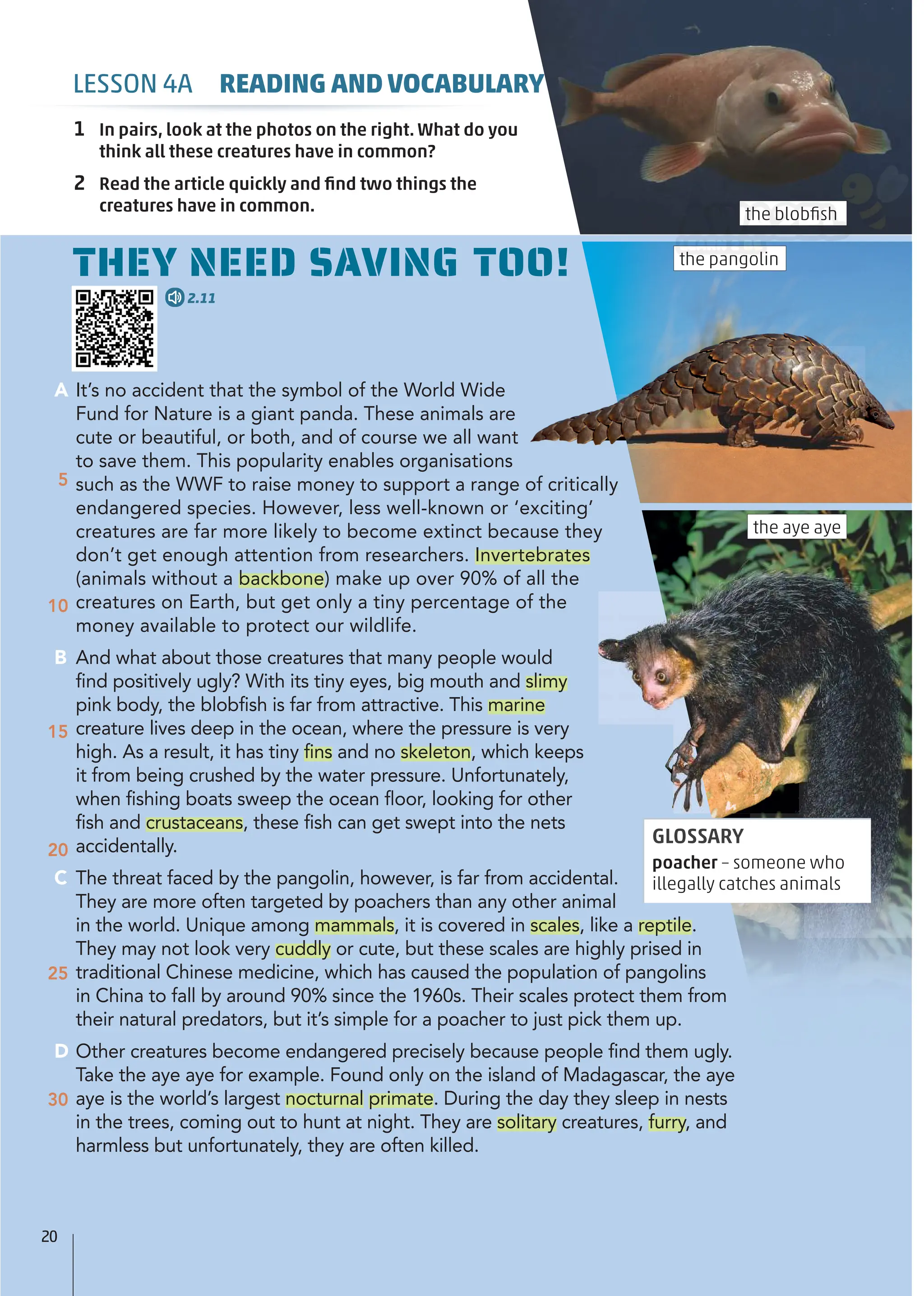 A It’s no accident that the symbol of the World Wide
Fund for Nature is a giant panda. These animals are
cute or beautiful, or both, and of course we all want
to save them. This popularity enables organisations
such as the WWF to raise money to support a range of critically
endangered species. However, less well-known or ‘exciting’
creatures are far more likely to become extinct because they
don’t get enough attention from researchers. Invertebrates
(animals without a backbone) make up over 90% of all the
creatures on Earth, but get only a tiny percentage of the
money available to protect our wildlife.
B And what about those creatures that many people would
find positively ugly? With its tiny eyes, big mouth and slimy
pink body, the blobfish is far from attractive. This marine
creature lives deep in the ocean, where the pressure is very
high. As a result, it has tiny fins and no skeleton, which keeps
it from being crushed by the water pressure. Unfortunately,
when fishing boats sweep the ocean floor, looking for other
fish and crustaceans, these fish can get swept into the nets
accidentally.
C The threat faced by the pangolin, however, is far from accidental.
They are more often targeted by poachers than any other animal
in the world. Unique among mammals, it is covered in scales, like a reptile.
They may not look very cuddly or cute, but these scales are highly prised in
traditional Chinese medicine, which has caused the population of pangolins
in China to fall by around 90% since the 1960s. Their scales protect them from
their natural predators, but it’s simple for a poacher to just pick them up.
D Other creatures become endangered precisely because people find them ugly.
Take|the aye aye for example. Found only on the island of Madagascar, the aye
aye is the world’s largest nocturnal primate. During the day they sleep in nests
in the trees, coming out to hunt at night. They are solitary creatures, furry, and
harmless but unfortunately, they are often killed.
5
10
15
20
25
30
the pangolin
the blobﬁsh
the aye aye
GLOSSARY
poacher – someone who
illegally catches animals
1 In pairs, look at the photos on the right. What do you
think all these creatures have in common?
2 Read the article quickly and ﬁnd two things the
creatures have in common.
THEY NEED SAVING TOO!
2.11
LESSON 4A READING AND VOCABULARY
20
 