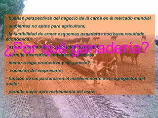 buenas perspectivas del negocio de la carne en el mercado mundial ambientes no aptos para agricultura, la factibilidad de armar esquemas ganaderos con buen resultado económico; es una alternativa de colocación de capital;  permite diversificar actividades y activos;  menor riesgo productivo y de ¿precio?; vocación del empresario;  función de las pasturas en el mantenimiento de la agregación del suelo; permite mejor aprovechamiento del maíz;  ¿Por qué ganadería? 