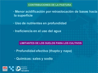 CONTRIBUCIONES DE LA PASTURA Menor acidificación por  re traslocación de bases hacia  la superficie Uso de nutrientes en profundidad Ineficiencia en el uso del agua LIMITANTES DE LOS SUELOS PARA LOS CULTIVOS Profundidad efectiva (thapto y napa) Químicas: sales y sodio  