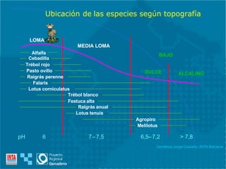 LOMA MEDIA LOMA BAJO DULCE ALCALINO pH  6 Gentileza Jorge Castaño, INTA Balcarce Ubicación  de  las especies según topografía Alfalfa Cebadilla Trébol rojo Pasto ovillo Raigrás perenne Falaris Lotus  corniculatus Trébol blanco Festuca alta Lotus  tenuis Raigrás anual Agropiro Melilotus 7  – 7,5 6,5  – 7,2 > 7,8 