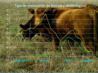PRIMAVERA  VERANO  OTOÑO  INVIERNO Tasa de crecimiento de festuca y alfalfa (kg/ha) 