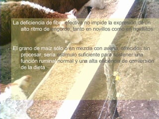 La deficiencia de fibra  efectiva no impide la expresión de un  alto ritmo de  engorde, tanto en novillos como en novillitos. El grano de maíz sólo  o en mezcla con avena, ofrecidos sin  procesar, sería  estímulo suficiente para sostener una  función ruminal  normal y una alta eficiencia de conversión  de la dieta . 