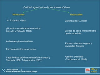 Calidad agronómica de los suelos sódicos Natracuoles   Natracualfes H. A húmico y fértil pH neutro a moderadamente acido  (Lavado y Taboada 1988 )   Ambientes planos tendidos Encharcamientos temporarios Capa freática próxima a superficie  (Lavado y Taboada 1988; Taboada et al. 2001).  Carencia de H. A fértil Exceso de sodio intercambiable desde superficie Escasa cobertura vegetal y diversidad florística Genero “Distichlis”  (Taboada et al. 1998).  