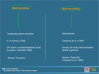 Natracuoles Natracualfes H. A húmico y fértil Carencia de H. A fértil pH neutro a moderadamente acido  (Lavado y Taboada 1988 )   Exceso de sodio intercambiable desde superficie Ambientes planos tendidos Genero “Distichlis”  (Taboada et al. 1998).  Depresiones Genero “Cynodon” 