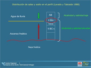 tosca II Btn II BC  K AB Agua de lluvia Ascenso freático Distribución de sales y sodio en el perfil (Lavado y Taboada 1988) Alcalinidad y salinidad baja Alcalinidad y salinidad elevadas Napa freática 