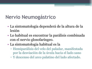 Nervio Neumogástrico
• La sintomatología dependerá de la altura de la
lesión
• Lo habitual es encontrar la parálisis combinada
con el nervio glosofaríngeo.
• La sintomatologia habitual es la
▫ Hemiparálisis del velo del paladar, manifestada
por la desviación de la úvula hacia el lado sano
▫ Y descenso del arco palatino del lado afectado.

 