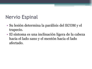 Nervio Espinal
• Su lesión determina la parálisis del ECOM y el
trapecio.
• El síntoma es una inclinación ligera de la cabeza
hacia el lado sano y el mentón hacia el lado
afectado.

 