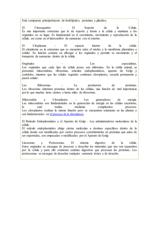 Está compuesta principalmente de fosfolípidos, proteínas y glúcidos.
El Citoesqueleto – El Soporte de la Célula.
Es una importante estructura que le da soporte y forma a la célula y mantiene a los
orgánulos en su lugar. Es fundamental en el crecimiento, movimiento y reproducción de la
célula, así como en el intercambio de sustancias con el exterior.
El Citoplasma – El espacio interno de la célula.
El citoplasma es la estructura que se encuentra entre el núcleo y la membrana plasmática o
celular. Su función consiste en albergar a los orgánulos y permitir su movimiento y el
transporte de sustancias dentro de la célula.
Orgánulos – Los especialistas.
Los orgánulos que cada tipo de célula posee son diferentes. En la célula animal, se
presentan mitocondrias, ribosomas, retículos endoplasmáticos, aparato de Golgi y
centriolos, mientras que las células vegetales contienen cloroplastos, vacuola permanente y
pared celular.
Los Ribosomas – La productora de proteínas.
Los ribosomas sintetizan proteínas dentro de las células, una función de vital importancia
por lo que muchas tiene cientos o hasta miles de ribosomas.
Mitocondria y Cloroplastos – Los generadores de energía.
Las mitocondrias son fundamentales en la generación de energía en las células eucariotas,
lo cual realiza mediante complicados procesos.
Los cloroplastos realizan la misma función pero se encuentran solamente en las plantas y
son fundamentales en el proceso de la fotosíntesis.
El Retículo Endoplasmático y el Aparato de Golgi – Los administradores moleculares de la
célula.
El retículo endoplasmático dirige ciertas moléculas a destinos específicos dentro de la
célula donde son modificadas por ciertos procesos convirtiéndolas en proteínas que antes de
ser exportadas, son empacadas o modificadas por el Aparato de Golgi.
Lisosomas y Perixosomas. El sistema digestivo de la célula.
Estos orgánulos se encargan de procesar y desechar los materiales que nos son requeridos
por la célula y para ello contienen enzimas digestivas que procesan las proteínas. Los
perixosomas se encargan de desechar cualquier sustancia tóxica y de desecho.
 