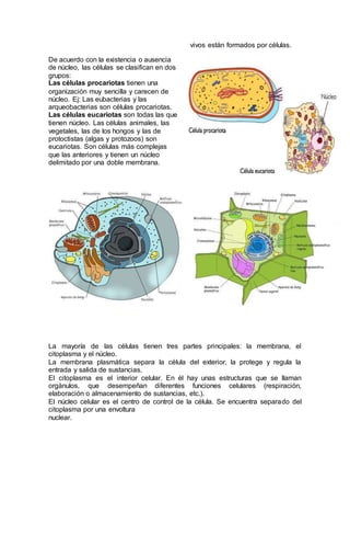 vivos están formados por células.
De acuerdo con la existencia o ausencia
de núcleo, las células se clasifican en dos
grupos:
Las células procariotas tienen una
organización muy sencilla y carecen de
núcleo. Ej: Las eubacterias y las
arqueobacterias son células procariotas.
Las células eucariotas son todas las que
tienen núcleo. Las células animales, las
vegetales, las de los hongos y las de
protoctistas (algas y protozoos) son
eucariotas. Son células más complejas
que las anteriores y tienen un núcleo
delimitado por una doble membrana.
La mayoría de las células tienen tres partes principales: la membrana, el
citoplasma y el núcleo.
La membrana plasmática separa la célula del exterior, la protege y regula la
entrada y salida de sustancias.
El citoplasma es el interior celular. En él hay unas estructuras que se llaman
orgánulos, que desempeñan diferentes funciones celulares (respiración,
elaboración o almacenamiento de sustancias, etc.).
El núcleo celular es el centro de control de la célula. Se encuentra separado del
citoplasma por una envoltura
nuclear.
 