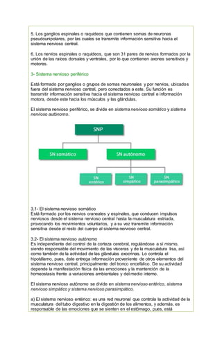 5. Los ganglios espinales o raquídeos que contienen somas de neuronas
pseudounipolares, por las cuales se transmite información sensitiva hacia el
sistema nervioso central.
6. Los nervios espinales o raquídeos, que son 31 pares de nervios formados por la
unión de las raíces dorsales y ventrales, por lo que contienen axones sensitivos y
motores.
3- Sistema nervioso periférico
Está formado por ganglios o grupos de somas neuronales y por nervios, ubicados
fuera del sistema nervioso central, pero conectados a este. Su función es
transmitir información sensitiva hacia el sistema nervioso central e información
motora, desde este hacia los músculos y las glándulas.
El sistema nervioso periférico, se divide en sistema nervioso somático y sistema
nervioso autónomo.
3.1- El sistema nervioso somático
Está formado por los nervios craneales y espinales, que conducen impulsos
nerviosos desde el sistema nervioso central hasta la musculatura estriada,
provocando los movimientos voluntarios, y a su vez transmite información
sensitiva desde el resto del cuerpo al sistema nervioso central.
3.2- El sistema nervioso autónomo
Es independiente del control de la corteza cerebral, regulándose a sí mismo,
siendo responsable del movimiento de las vísceras y de la musculatura lisa, así
como también de la actividad de las glándulas exocrinas. Lo controla el
hipotálamo, pues, éste entrega información proveniente de otros elementos del
sistema nervioso central, principalmente del tronco encefálico. De su actividad
depende la manifestación física de las emociones y la mantención de la
homeostasis frente a variaciones ambientales y del medio interno.
El sistema nervioso autónomo se divide en sistema nervioso entérico, sistema
nervioso simpático y sistema nervioso parasimpático.
a) El sistema nervioso entérico: es una red neuronal que controla la actividad de la
musculatura del tubo digestivo en la digestión de los alimentos, y además, es
responsable de las emociones que se sienten en el estómago, pues, está
 