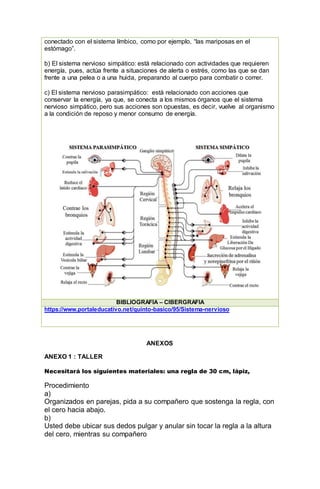 conectado con el sistema límbico, como por ejemplo, “las mariposas en el
estómago”.
b) El sistema nervioso simpático: está relacionado con actividades que requieren
energía, pues, actúa frente a situaciones de alerta o estrés, como las que se dan
frente a una pelea o a una huida, preparando al cuerpo para combatir o correr.
c) El sistema nervioso parasimpático: está relacionado con acciones que
conservar la energía, ya que, se conecta a los mismos órganos que el sistema
nervioso simpático, pero sus acciones son opuestas, es decir, vuelve al organismo
a la condición de reposo y menor consumo de energía.
BIBLIOGRAFÍA – CIBERGRAFIA
https://www.portaleducativo.net/quinto-basico/95/Sistema-nervioso
ANEXOS
ANEXO 1 : TALLER
Necesitará los siguientes materiales: una regla de 30 cm, lápiz,
Procedimiento
a)
Organizados en parejas, pida a su compañero que sostenga la regla, con
el cero hacia abajo.
b)
Usted debe ubicar sus dedos pulgar y anular sin tocar la regla a la altura
del cero, mientras su compañero
 