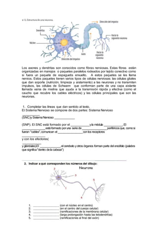 Los axones y dendritas son conocidos como fibras nerviosas. Estas fibras están
organizadas en manojos o paquetes paralelos rodeados por tejido conectivo como
si fuera un paquete de espaguetis envuelto. A estos paquetes se les llama
nervios. Estos paquetes tienen varios tipos de células nerviosas: las células gliales
que dan soporte (nutrición, limpieza y aislamiento) a las neuronas y no transmiten
impulsos, las células de Schwann que conforman parte de una capa aislante
llamada vaina de mielina que ayuda a la transmisión rápida y efectiva (como el
caucho que recubre los cables eléctricos) y las células principales que son las
neuronas.
1. Completar las líneas que dan sentido al texto.
El Sistema Nervioso se compone de dos partes: Sistema Nervioso
___________
(SNC)y SistemaNervioso _____________
(SNP). El SNC está formado por el ____________yla médula ____________.El
_______________está formado poruna seriede________________periféricosque, comosi
fueran "cables",comunican el ________________conlos receptores
_______________
y con los efectores(
____________
yglándulas).El _____________,el cerebelo yotros órganos forman parte del encéfalo (palabra
que significa"dentro dela cabeza")
 