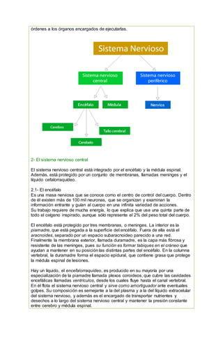 órdenes a los órganos encargados de ejecutarlas.
2- El sistema nervioso central
El sistema nervioso central está integrado por el encéfalo y la médula espinal.
Además, está protegido por un conjunto de membranas, llamadas meninges y el
líquido cefalorraquídeo.
2.1- El encéfalo
Es una masa nerviosa que se conoce como el centro de control del cuerpo. Dentro
de él existen más de 100 mil neuronas, que se organizan y examinan la
información entrante y guían al cuerpo en una infinita variedad de acciones.
Su trabajo requiere de mucha energía, lo que explica que use una quinta parte de
todo el oxígeno inspirado, aunque sólo represente el 2% del peso total del cuerpo.
El encéfalo está protegido por tres membranas, o meninges. La interior es la
piamadre, que está pegada a la superficie del encéfalo. Fuera de ella está el
aracnoides, separado por un espacio subaracnoideo parecido a una red.
Finalmente la membrana exterior, llamada duramadre, es la capa más fibrosa y
resistente de las meninges, pues su función es formar tabiques en el cráneo que
ayudan a mantener en su posición las distintas partes del encéfalo. En la columna
vertebral, la duramadre forma el espacio epidural, que contiene grasa que protege
la médula espinal de lesiones.
Hay un líquido, el encefalorraquídeo, es producido en su mayoría por una
especialización de la piamadre llamada plexos coroideos, que cubre las cavidades
encefálicas llamadas ventrículos, desde los cuales fluye hasta el canal vertebral.
En él flota el sistema nervioso central y sirve como amortiguador ante eventuales
golpes. Su composición es semejante a la del plasma y a la del líquido extracelular
del sistema nervioso, y además es el encargado de transportar nutrientes y
desechos a lo largo del sistema nervioso central y mantener la presión constante
entre cerebro y médula espinal.
 
