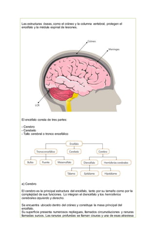Las estructuras óseas, como el cráneo y la columna vertebral, protegen el
encéfalo y la médula espinal de lesiones.
El encéfalo consta de tres partes:
- Cerebro
- Cerebelo
- Tallo cerebral o tronco encefálico
a) Cerebro
El cerebro es la principal estructura del encéfalo, tanto por su tamaño como por la
complejidad de sus funciones. Lo integran el diencéfalo y los hemisferios
cerebrales izquierdo y derecho.
Se encuentra ubicado dentro del cráneo y constituye la masa principal del
encéfalo.
Su superficie presenta numerosos repliegues, llamados circunvoluciones y ranuras
llamadas surcos. Las ranuras profundas se llaman cisuras y una de esas atraviesa
 
