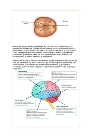 A pesar de tener aspectos semejantes, los hemisferios se diferencian en su
especialización funcional. Del hemisferio izquierdo dependen los movimientos y
sensaciones del lado derecho del cuerpo, la habilidad numérica, el razonamiento
lógico y el lenguaje escrito y hablado, y del hemisferio derecho dependen los
movimientos y las sensaciones del lado izquierdo del cuerpo, la percepción
tridimensional, el sentido artístico y la imaginación.
Además, en la corteza de cada hemisferio es posible identificar cuatro lóbulos. En
ellos, se encuentran las áreas sensitivas, que reciben impulsos sensoriales; las
áreas motoras, que controlan los movimientos voluntarios; y las áreas de
asociación, que intervienen en procesos de memoria, razonamiento, lenguaje y
emociones.
 