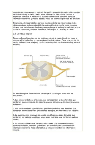 movimientos respiratorios, y recibe información sensorial del gusto e información
táctil de la cara y el cuello, pues, envía información motora que controla la
expresión sensitiva. A través de la sustancia blanca que contiene, conduce
información sensitiva y motora desde y hacia los centros superiores del encéfalo.
Finalmente, el mesencéfalo o cerebro medio controla los movimientos de los
globos oculares, así como también la contracción de la pupila, pues, presenta
núcleos que participan en funciones sensoriales de la visión y la audición, ya que
contiene centros reguladores de reflejos de los ojos, la cabeza y el cuello.
2.2- La médula espinal
Recorre el canal raquídeo de las vértebras, desde la base del cráneo hasta la
primera vértebra lumbar, un poco más arriba de la cintura. Tiene una función de
centro elaborador de reflejos y conductor de impulsos nerviosos desde y hacia el
encéfalo.
La médula espinal tiene distintas partes que la constituyen entre ellas se
encuentran:
1. Las raíces ventrales o anteriores, que corresponden a vías eferentes que
contienen axones motores del sistema nervioso somático y del sistema nervioso
autónomo.
2. Las raíces dorsales o posteriores, que corresponden a vías aferentes que
contienen axones sensitivos procedentes de la piel, los músculos y las vísceras.
3. La sustancia gris en donde es posible identificar dos astas dorsales, que
contienen los núcleos sensitivos, y dos astas ventrales, que contienen núcleos
mores.
4. La sustancia blanca que tiene muchos axones que se reúnen formando
cordones dorsales, laterales y ventrales, en donde muchos ascienden con
información sensitiva hasta el encéfalo, y otros descienden con información
motora.
 