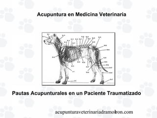 acupunturaveterinariadramoiron.com1
Acupuntura en Medicina Veterinaria
Pautas Acupunturales en un Paciente Traumatizado
 