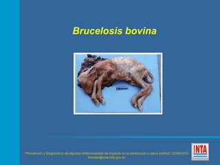 Brucelosis bovina 
“Prevención y Diagnóstico de algunas enfermedades de impacto en la producción y salud pública” 23/04/2010 
brucela@cnia.inta.gov.ar 
 