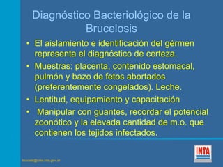Diagnóstico Bacteriológico de la 
brucela@cnia.inta.gov.ar 
Brucelosis 
• El aislamiento e identificación del gérmen 
representa el diagnóstico de certeza. 
• Muestras: placenta, contenido estomacal, 
pulmón y bazo de fetos abortados 
(preferentemente congelados). Leche. 
• Lentitud, equipamiento y capacitación 
• Manipular con guantes, recordar el potencial 
zoonótico y la elevada cantidad de m.o. que 
contienen los tejidos infectados. 
 
