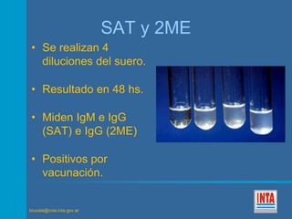 brucela@cnia.inta.gov.ar 
SAT y 2ME 
• Se realizan 4 
diluciones del suero. 
• Resultado en 48 hs. 
• Miden IgM e IgG 
(SAT) e IgG (2ME) 
• Positivos por 
vacunación. 
 