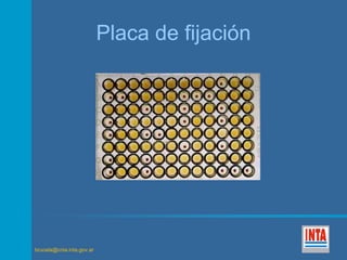 brucela@cnia.inta.gov.ar 
Placa de fijación 
 