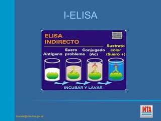 brucela@cnia.inta.gov.ar 
I-ELISA 
 