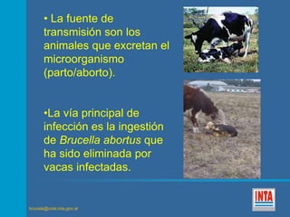 • La fuente de 
transmisión son los 
animales que excretan el 
microorganismo 
(parto/aborto). 
•La vía principal de 
infección es la ingestión 
de Brucella abortus que 
ha sido eliminada por 
vacas infectadas. 
brucela@cnia.inta.gov.ar 
 
