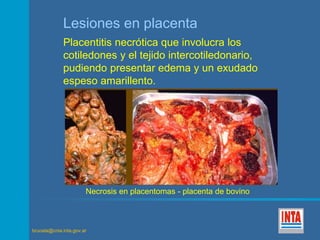 Lesiones en placenta 
Placentitis necrótica que involucra los 
cotiledones y el tejido intercotiledonario, 
pudiendo presentar edema y un exudado 
espeso amarillento. 
Necrosis en placentomas - placenta de bovino 
brucela@cnia.inta.gov.ar 
 