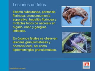 Lesiones en fetos 
Edema subcutáneo, peritonitis 
fibrinosa, bronconeumonía 
supurativa, hepatitis fibrinosa y 
múltiples focos de necrosis en 
hígado, riñón y ganglios 
linfáticos. 
En órganos fetales se observan 
lesiones granulomatosas y 
necrosis focal, así como 
leptomeningitis granulomatosa. 
brucela@cnia.inta.gov.ar 
 
