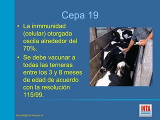 brucela@cnia.inta.gov.ar 
Cepa 19 
• La inmmunidad 
(celular) otorgada 
oscila alrededor del 
70%. 
• Se debe vacunar a 
todas las terneras 
entre los 3 y 8 meses 
de edad de acuerdo 
con la resolución 
115/99. 
 