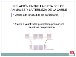 RELACIÓN ENTRE LA DIETA DE LOS
ANIMALES Y LA TERNEZA DE LA CARNE
 Afecta a la longitud de los sarcómeros
 Afecta a la actividad proteolítica posmortem
Calpaínas / calpastatina
 