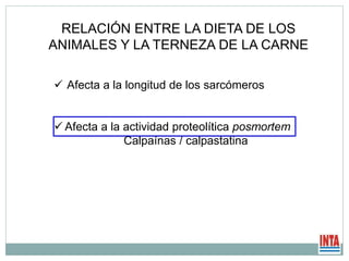 RELACIÓN ENTRE LA DIETA DE LOS
ANIMALES Y LA TERNEZA DE LA CARNE
 Afecta a la longitud de los sarcómeros
 Afecta a la actividad proteolítica posmortem
Calpaínas / calpastatina
 