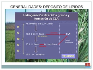 GENERALIDADES: DEPÓSITO DE LÍPIDOS
 